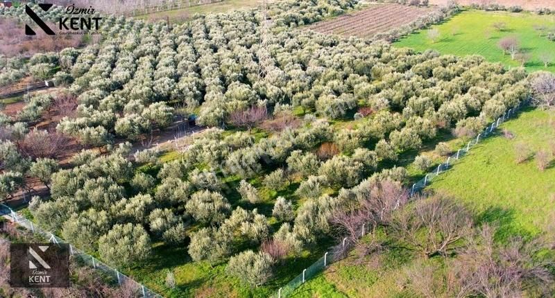 Kemalpaşa Armutlu 85. Yıl 4.203 M2 Satılık Bahçe - Görsel 12