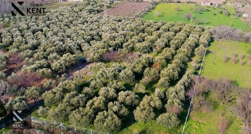 Kemalpaşa Armutlu 85. Yıl 4.203 M2 Satılık Bahçe - Görsel 6