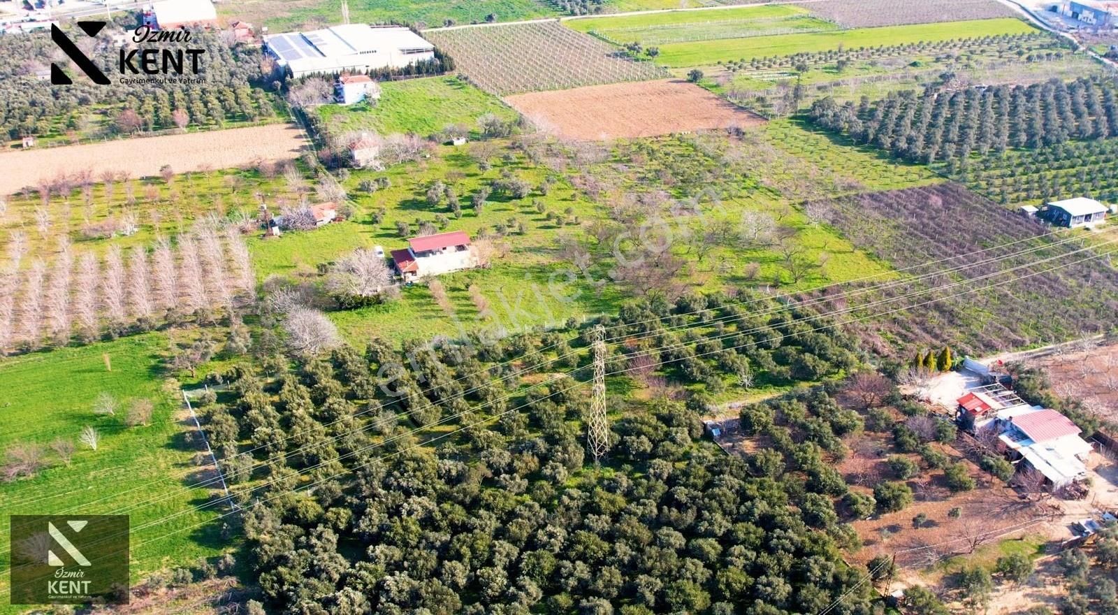 Kemalpaşa Armutlu 85. Yıl 4.203 M2 Satılık Bahçe - Görsel 19