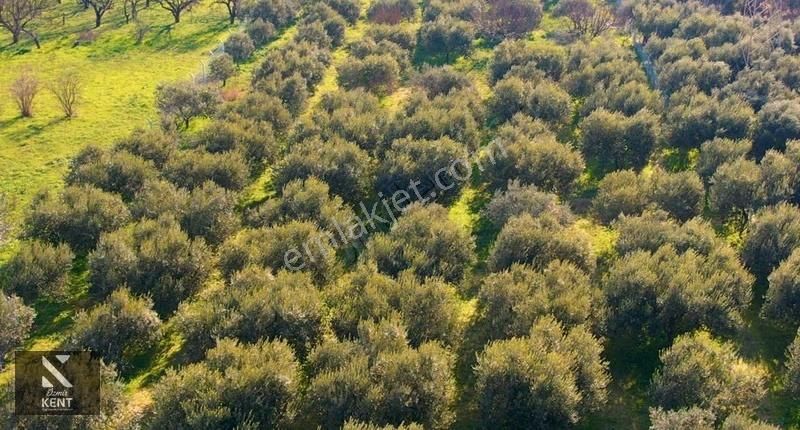 Kemalpaşa Armutlu 85. Yıl 4.203 M2 Satılık Bahçe - Görsel 16