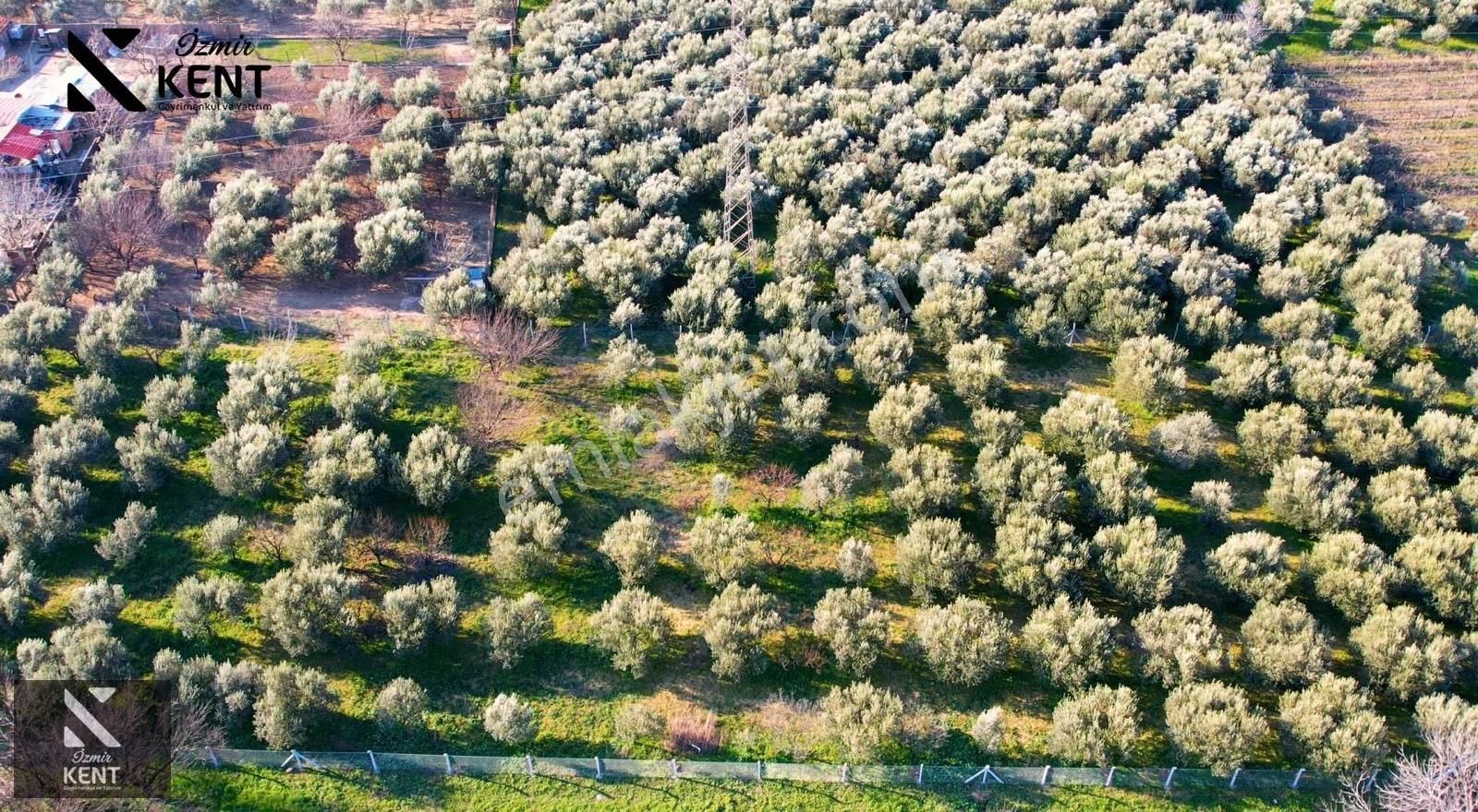 Kemalpaşa Armutlu 85. Yıl 4.203 M2 Satılık Bahçe - Görsel 13