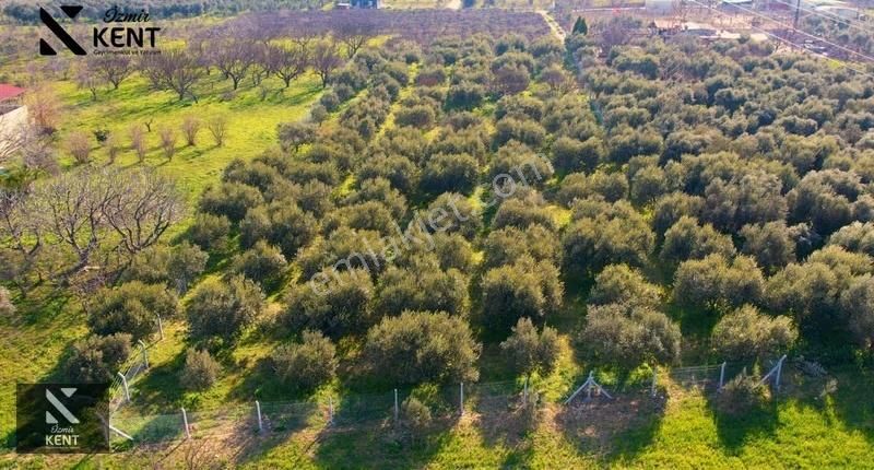 Kemalpaşa Armutlu 85. Yıl 4.203 M2 Satılık Bahçe - Görsel 17