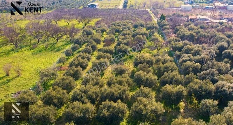 Kemalpaşa Armutlu 85. Yıl 4.203 M2 Satılık Bahçe - Görsel 11