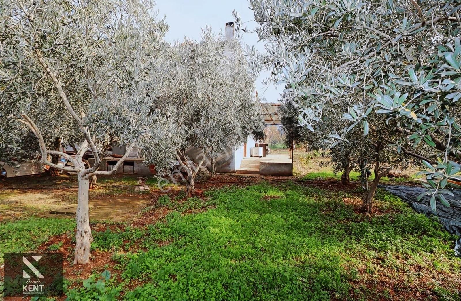 Kemalpaşa Yeşilyurt 1526 M2 İçinde Ev Olan Bahçe - Görsel 4