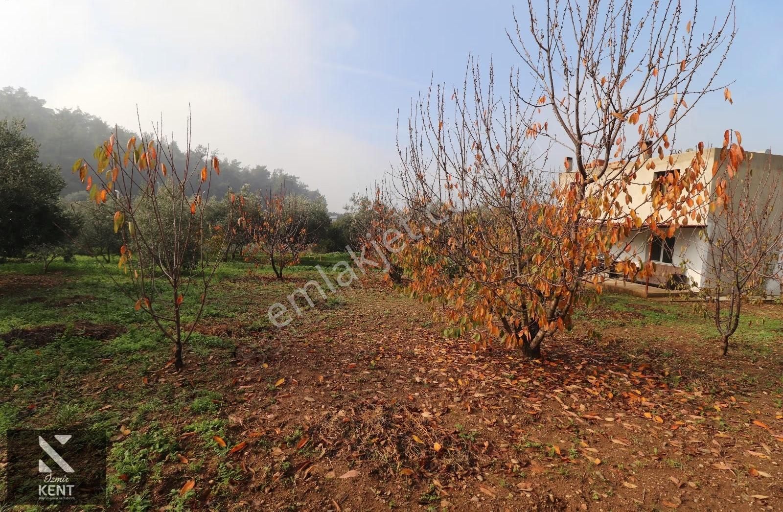 Kemalpaşa Yeşilyurt 1526 M2 İçinde Ev Olan Bahçe - Görsel 35