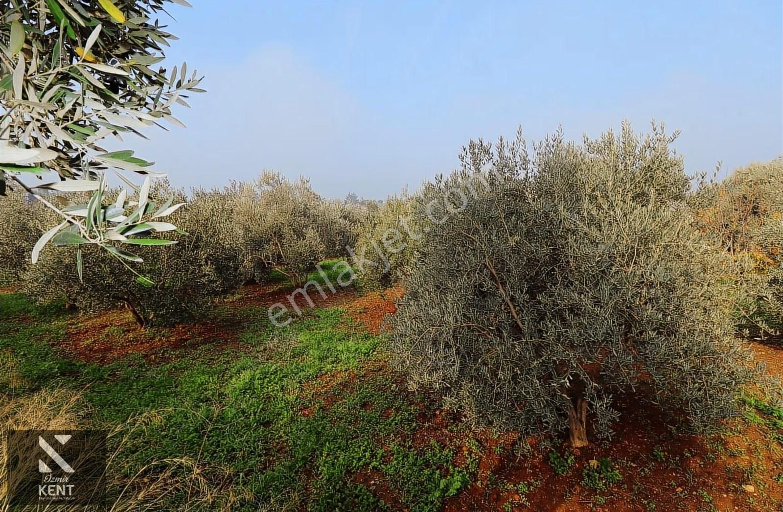 Kemalpaşa Yeşilyurt 1526 M2 İçinde Ev Olan Bahçe - Görsel 24