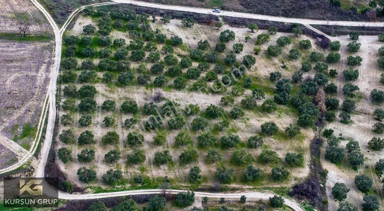 Saruhanlı Pınarbaşı'nda Resmi Yola Cepheli Yatırımlık Zeytinlik - Görsel 2