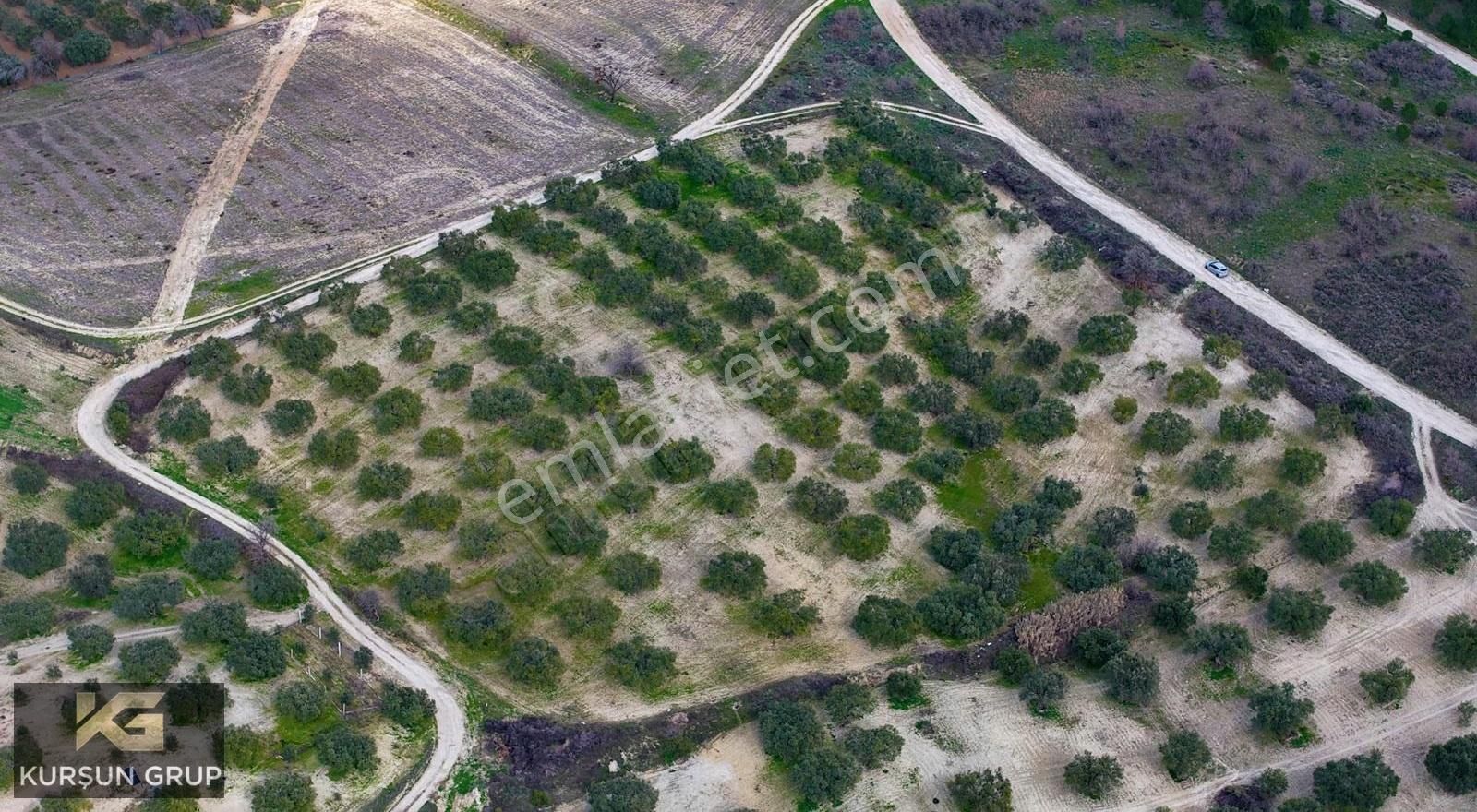 Saruhanlı Pınarbaşı'nda Resmi Yola Cepheli Yatırımlık Zeytinlik - Görsel 13