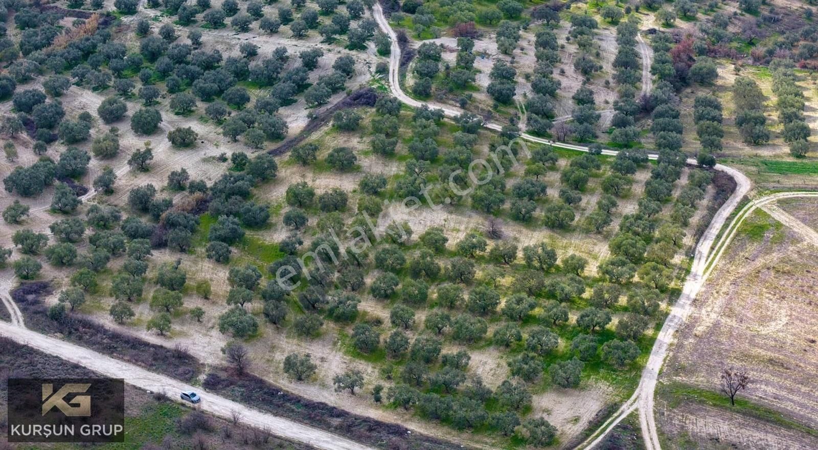 Saruhanlı Pınarbaşı'nda Resmi Yola Cepheli Yatırımlık Zeytinlik - Görsel 4