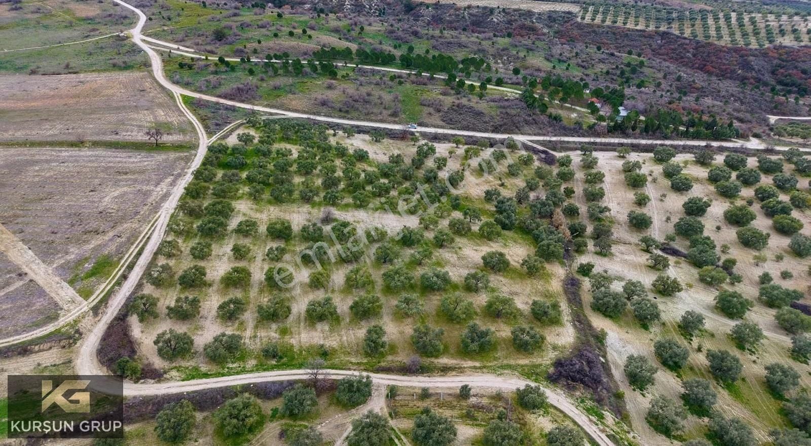 Saruhanlı Pınarbaşı'nda Resmi Yola Cepheli Yatırımlık Zeytinlik - Görsel 12
