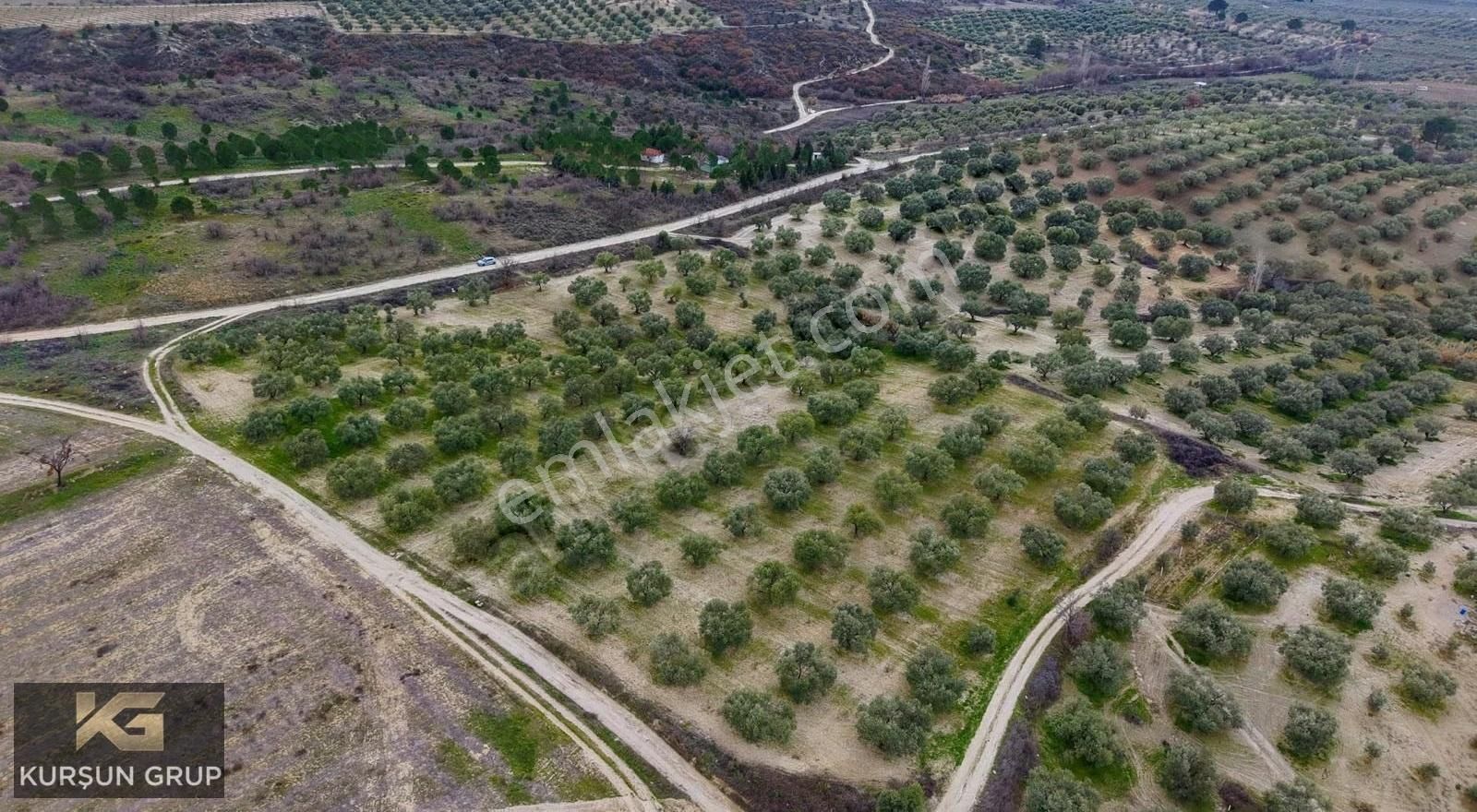 Saruhanlı Pınarbaşı'nda Resmi Yola Cepheli Yatırımlık Zeytinlik - Görsel 5