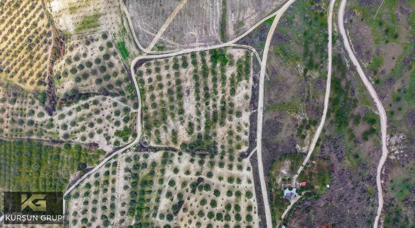 Saruhanlı Pınarbaşı'nda Resmi Yola Cepheli Yatırımlık Zeytinlik - Görsel 8