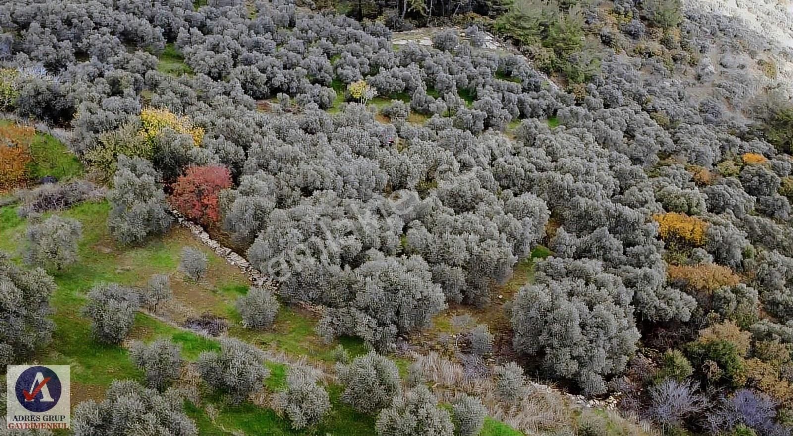 İzmir Bayındır Ergenlı Mah.nde Satılık Kupon Zeytinlik