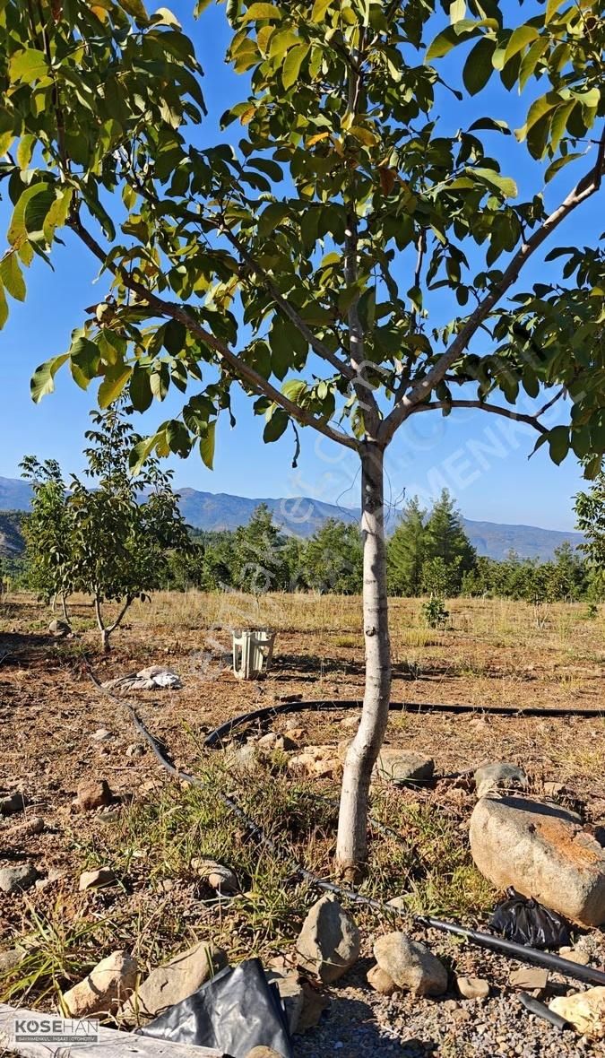Kösehan Gayrimenkulden Denizli Beyağaçta Satılık Ceviz Tarlası..