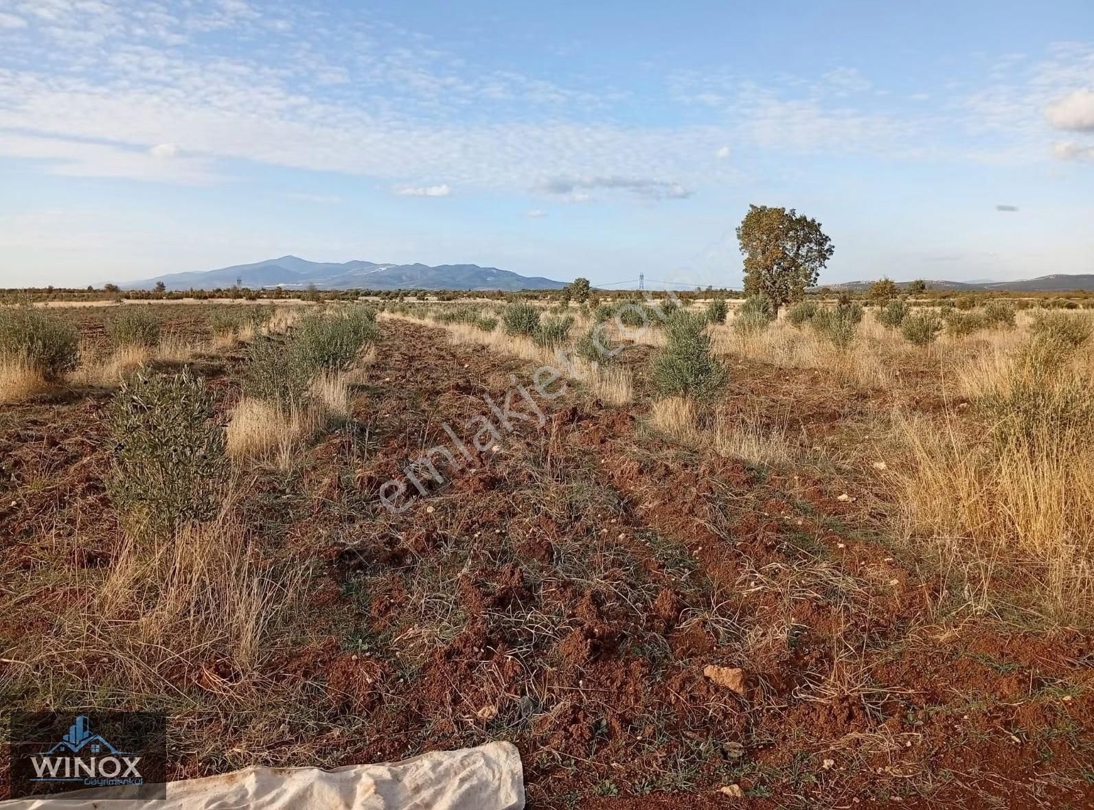 Kale Gölbaşı, Doğanköy De Satılık Zeytinlik