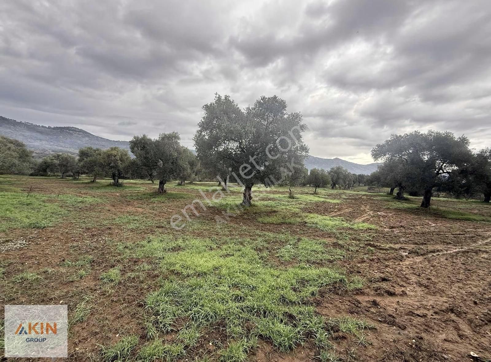 Bayındır Furunlu Yolu Üzeri Zeytinlik - Görsel 4