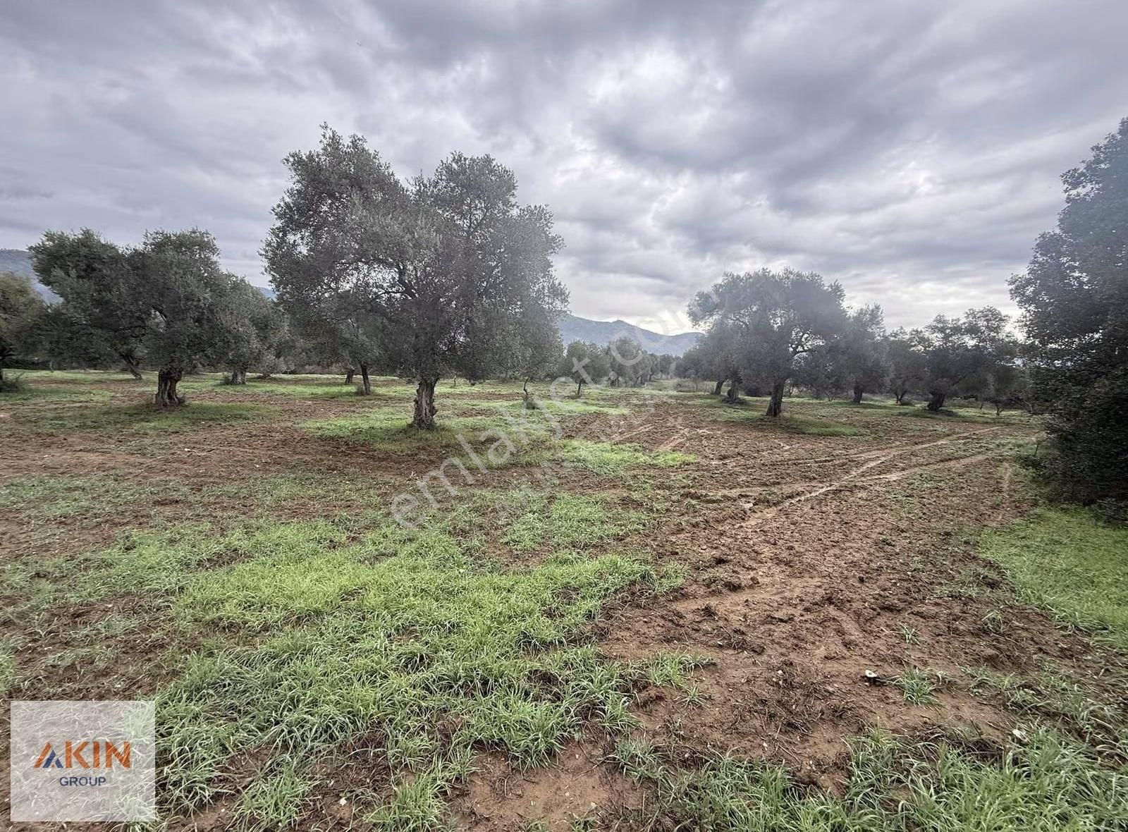 Bayındır Furunlu Yolu Üzeri Zeytinlik - Görsel 10