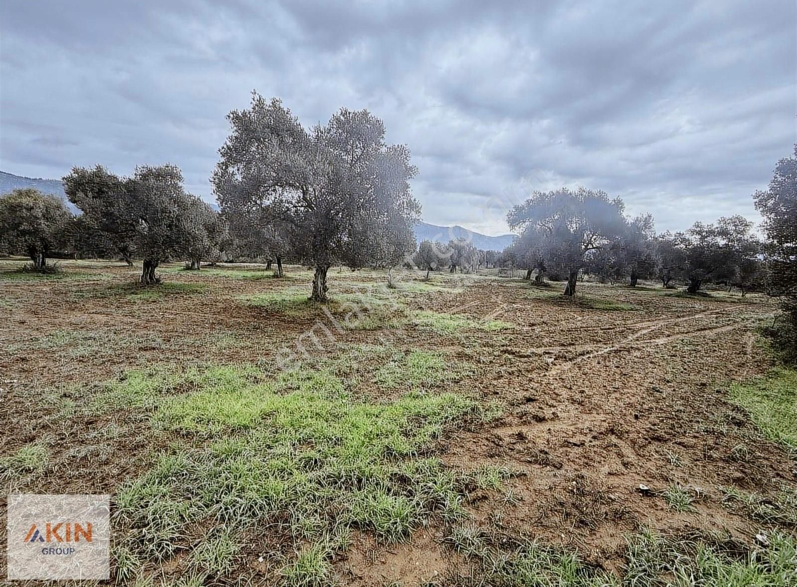 Bayındır Furunlu Yolu Üzeri Zeytinlik - Görsel 9