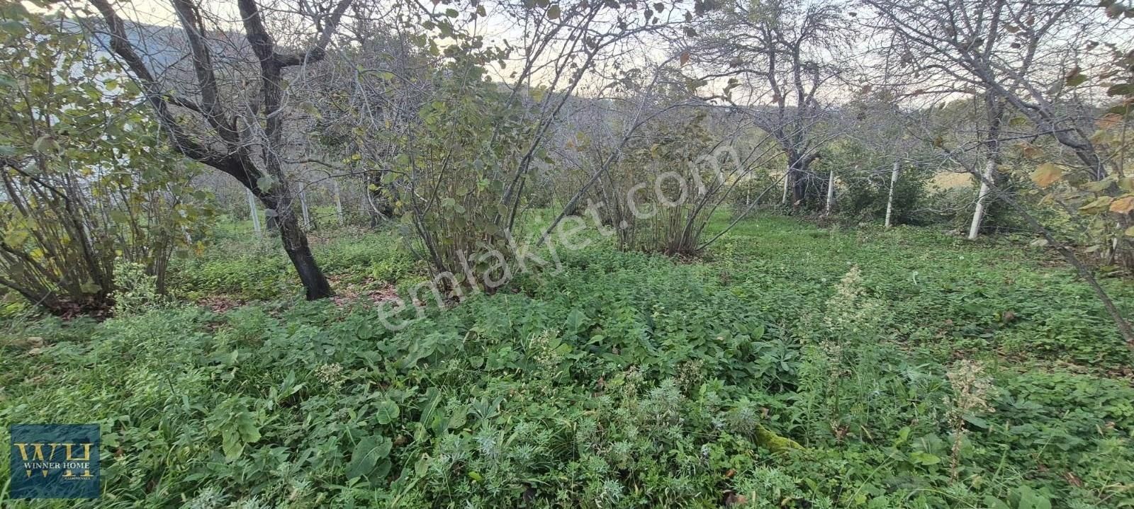 Eskikızılcakesede 804 Metrekare Yola Cephe Satılık Bahçe - Görsel 9