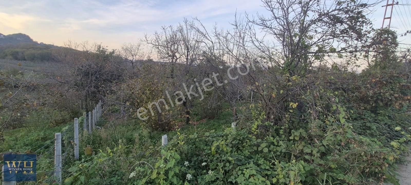 Eskikızılcakesede 804 Metrekare Yola Cephe Satılık Bahçe - Görsel 6