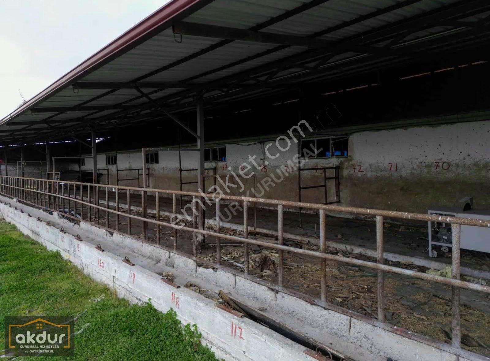 Akdur Dan Çaramba Da 154,dönüm Çiflik - Görsel 8