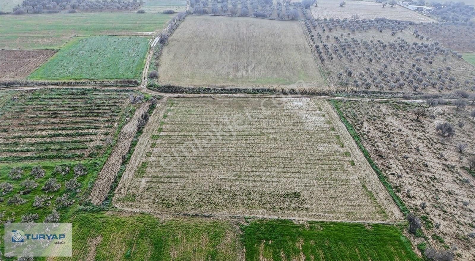 Bergama Zeytindağ'da Satılık Tarla - Görsel 7