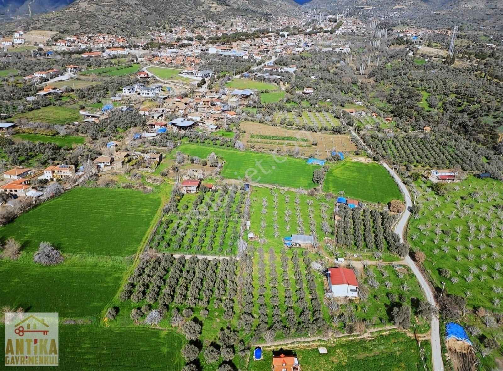 Antika Gayrimenkul'den Birgi Mahallesin'de Satılık Zeytinlik - Görsel 17