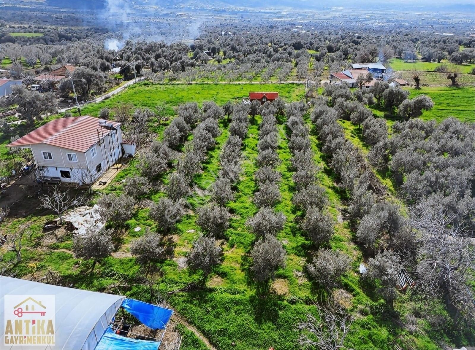 Antika Gayrimenkul'den Birgi Mahallesin'de Satılık Zeytinlik - Görsel 8