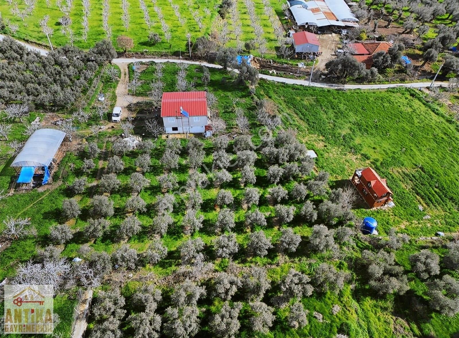 Antika Gayrimenkul'den Birgi Mahallesin'de Satılık Zeytinlik - Görsel 14