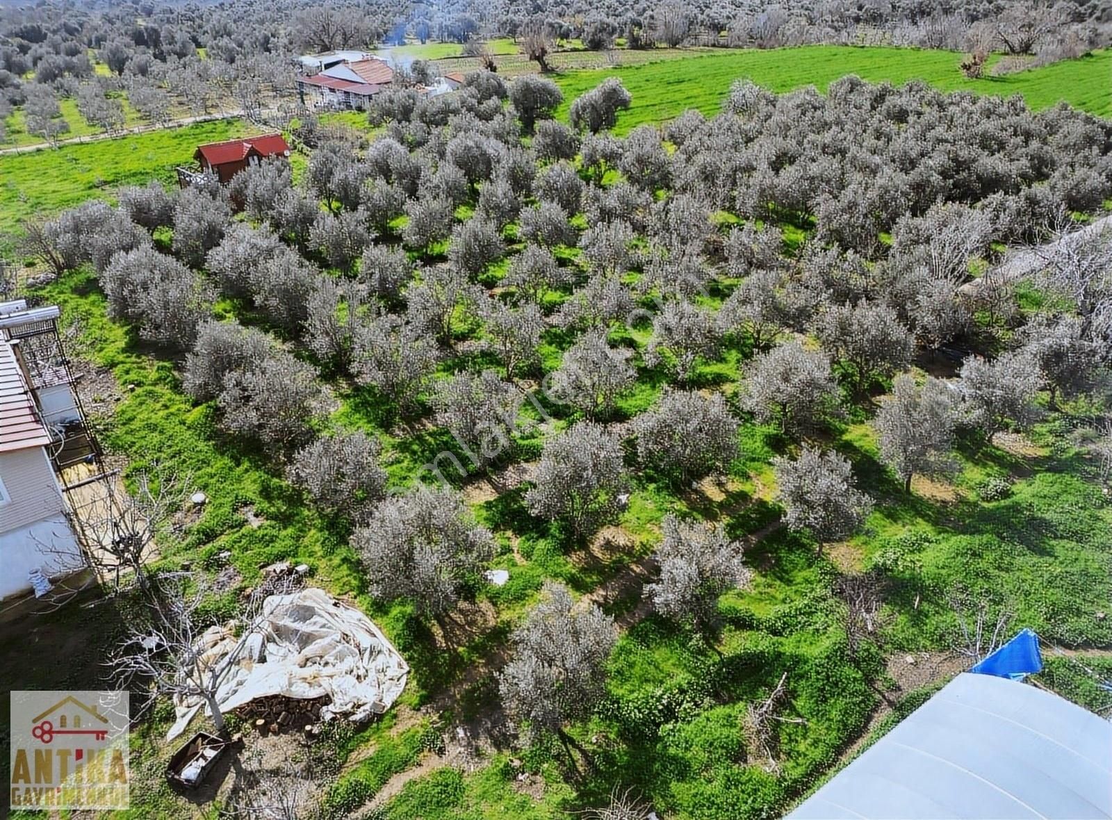 Antika Gayrimenkul'den Birgi Mahallesin'de Satılık Zeytinlik - Görsel 20
