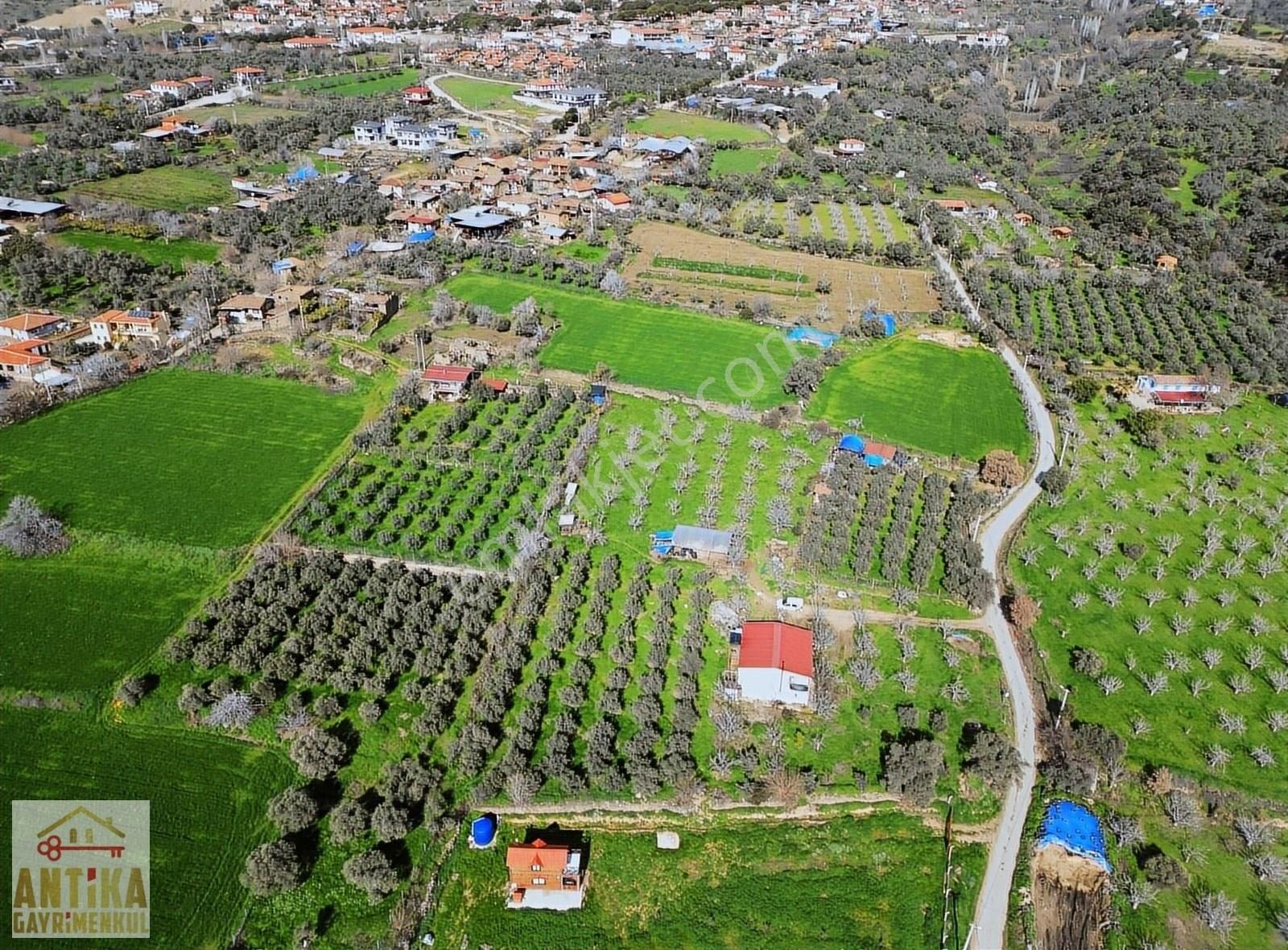 Antika Gayrimenkul'den Birgi Mahallesin'de Satılık Zeytinlik - Görsel 16