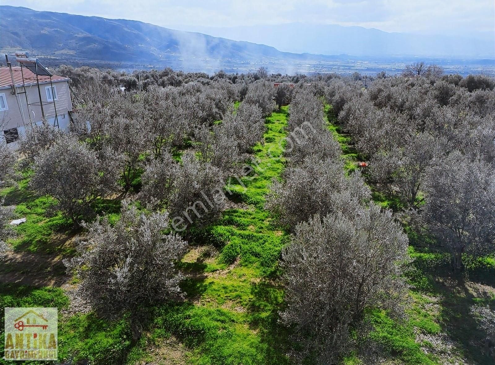 Antika Gayrimenkul'den Birgi Mahallesin'de Satılık Zeytinlik - Görsel 3