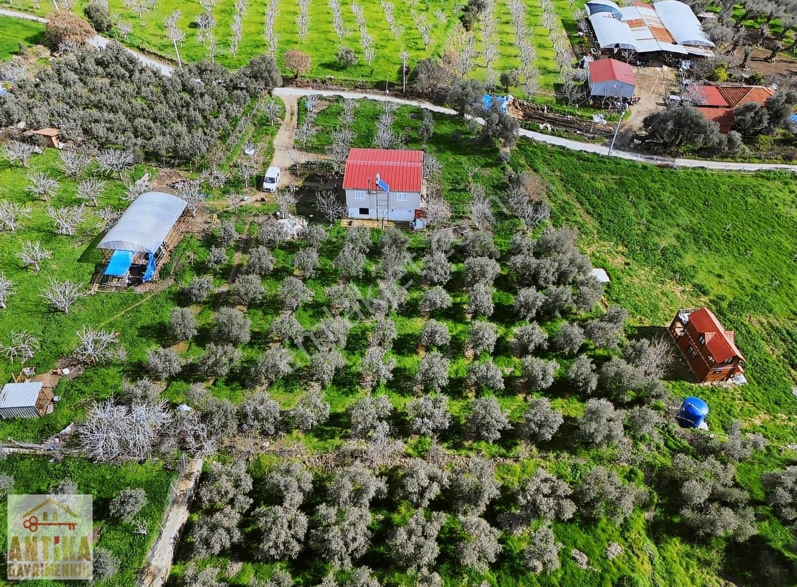 Antika Gayrimenkul'den Birgi Mahallesin'de Satılık Zeytinlik - Görsel 19