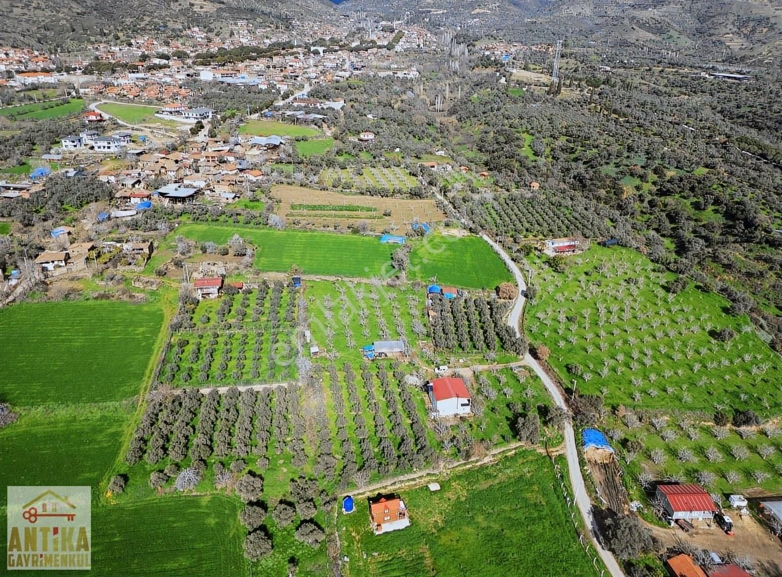Antika Gayrimenkul'den Birgi Mahallesin'de Satılık Zeytinlik - Görsel 7