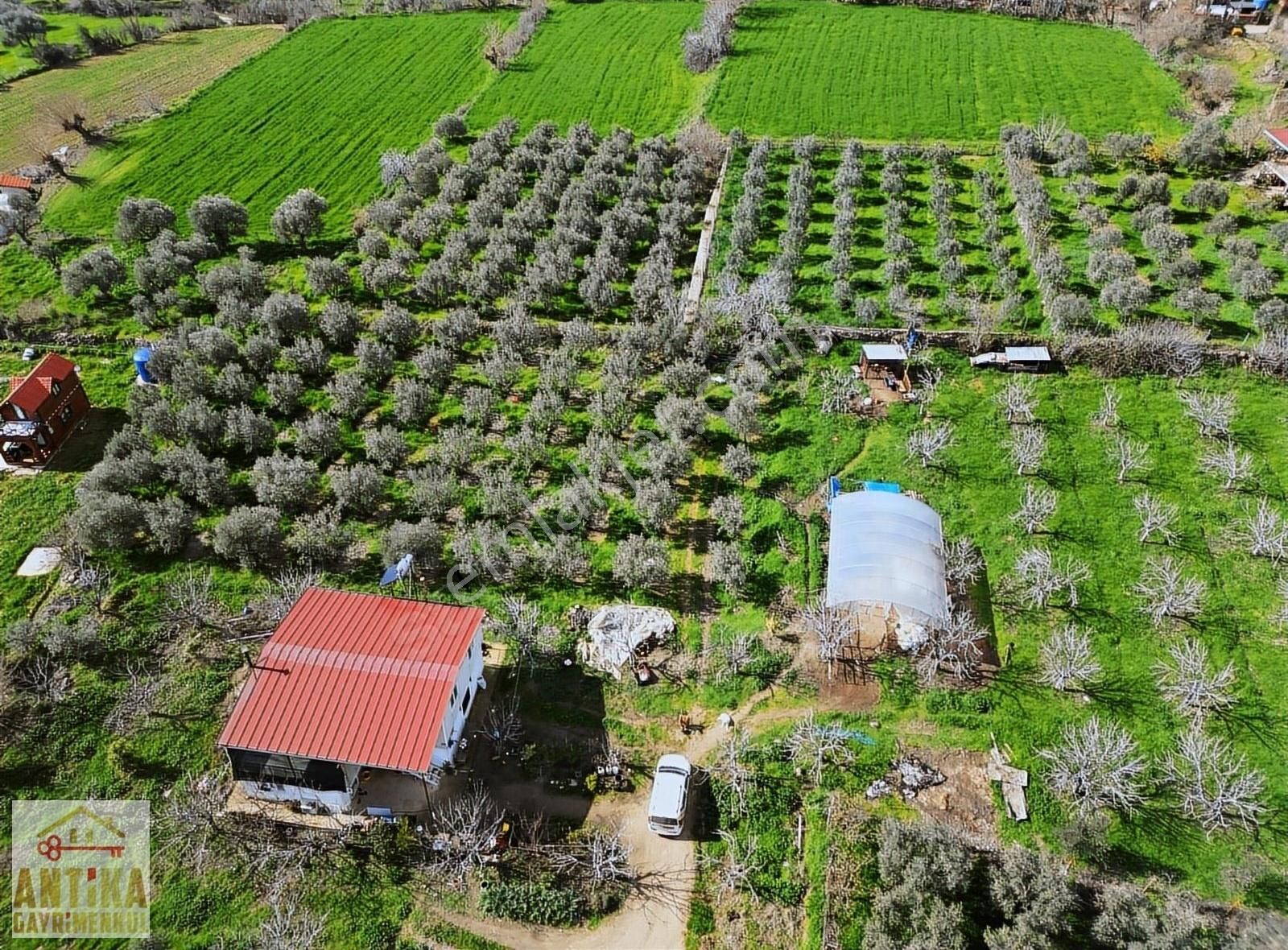 Antika Gayrimenkul'den Birgi Mahallesin'de Satılık Zeytinlik - Görsel 5