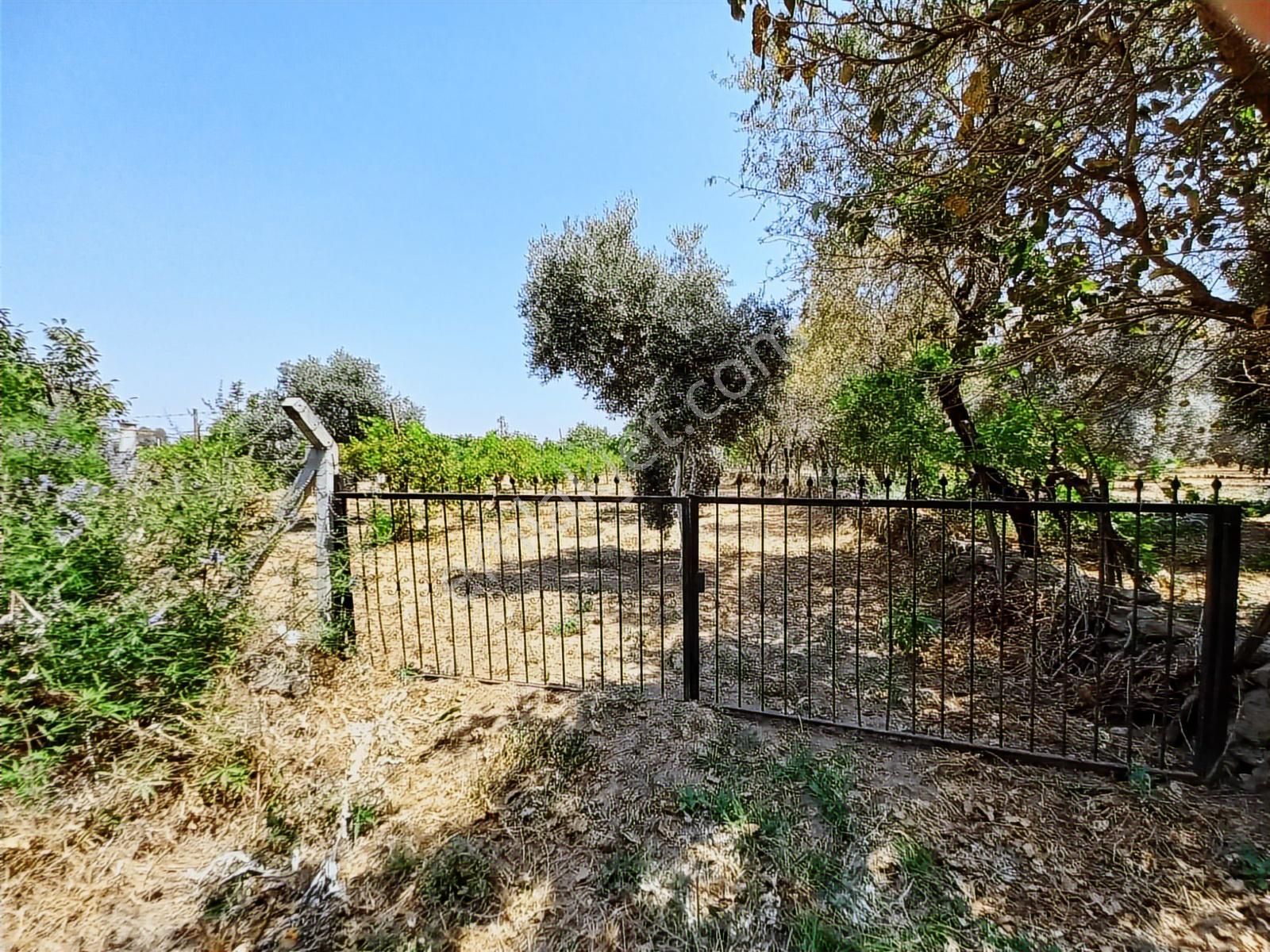 Kaçmaz Emlaktan İhsaniye Mahallesinde İncir Bahçesi - Görsel 15