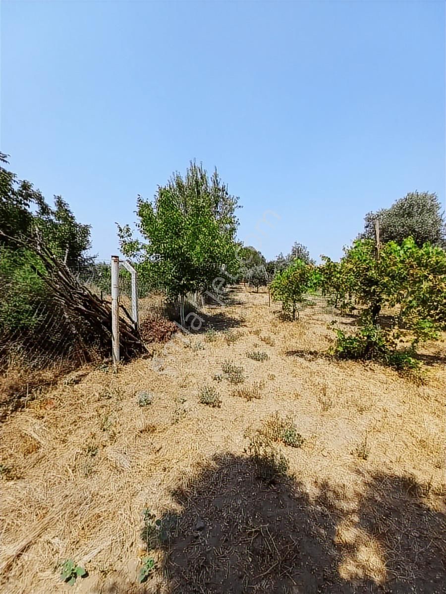 Kaçmaz Emlaktan İhsaniye Mahallesinde İncir Bahçesi - Görsel 10