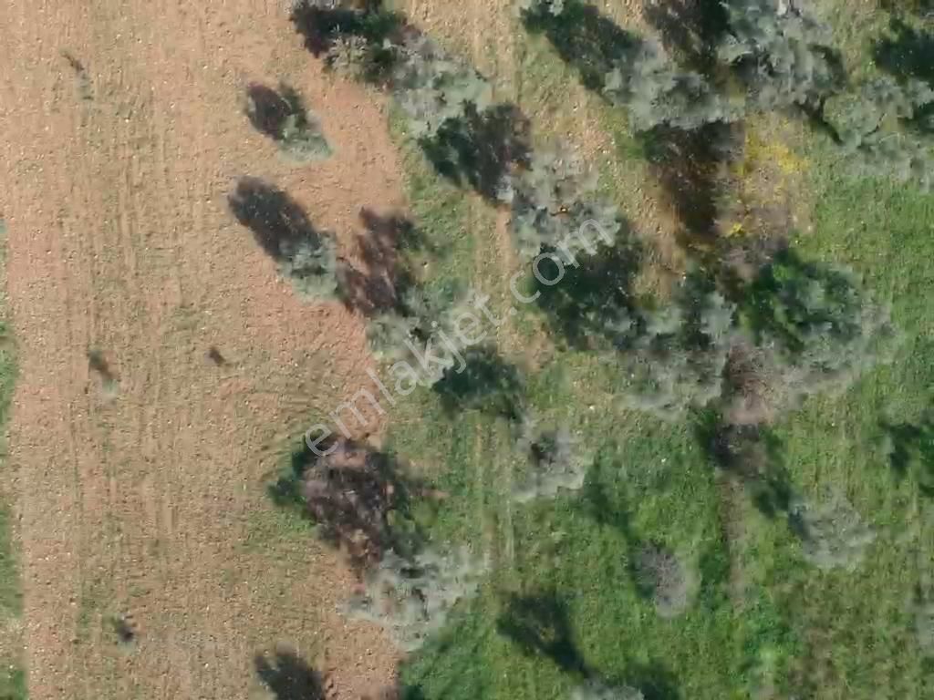 Torbalı Çapak Mahallesi'nde Satılık Bağ Ve Zeytinlik Tarla - Görsel 16