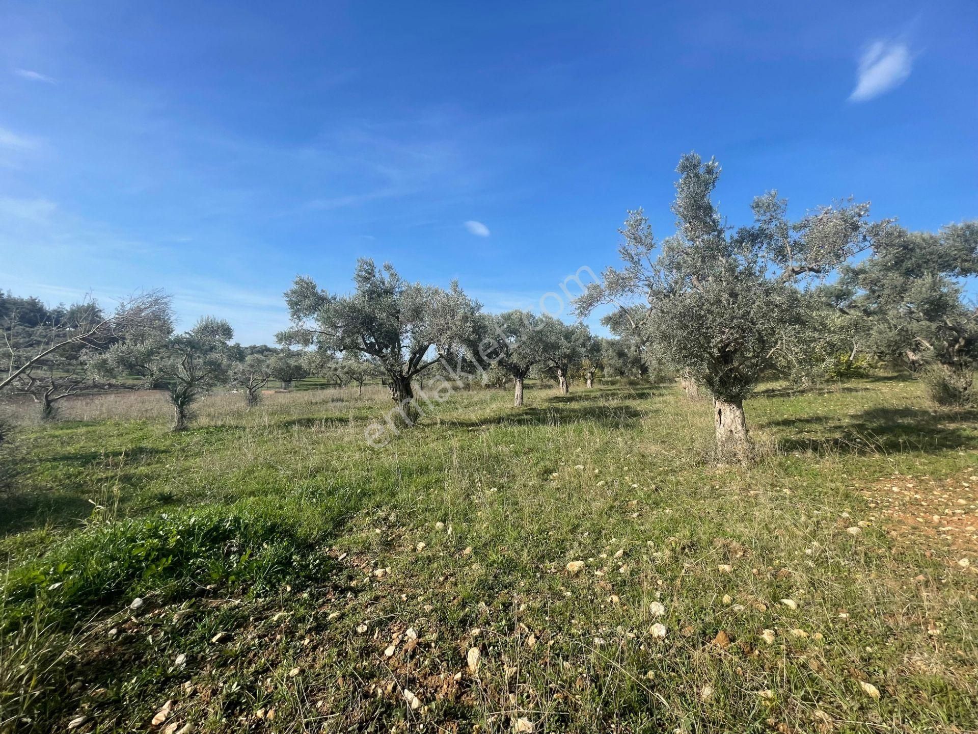 Torbalı Çapak Mahallesi'nde Satılık Bağ Ve Zeytinlik Tarla - Görsel 29
