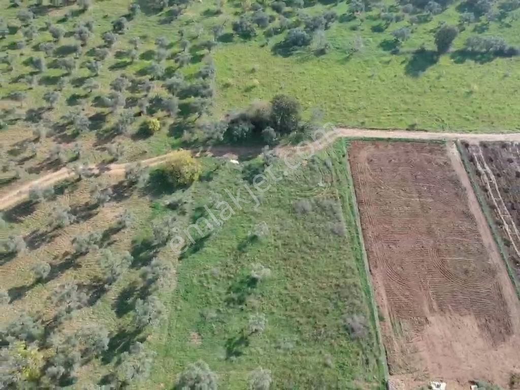 Torbalı Çapak Mahallesi'nde Satılık Bağ Ve Zeytinlik Tarla - Görsel 11