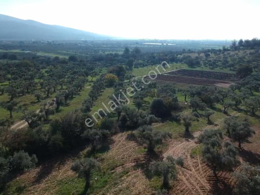 Torbalı Çapak Mahallesi'nde Satılık Bağ Ve Zeytinlik Tarla - Görsel 20