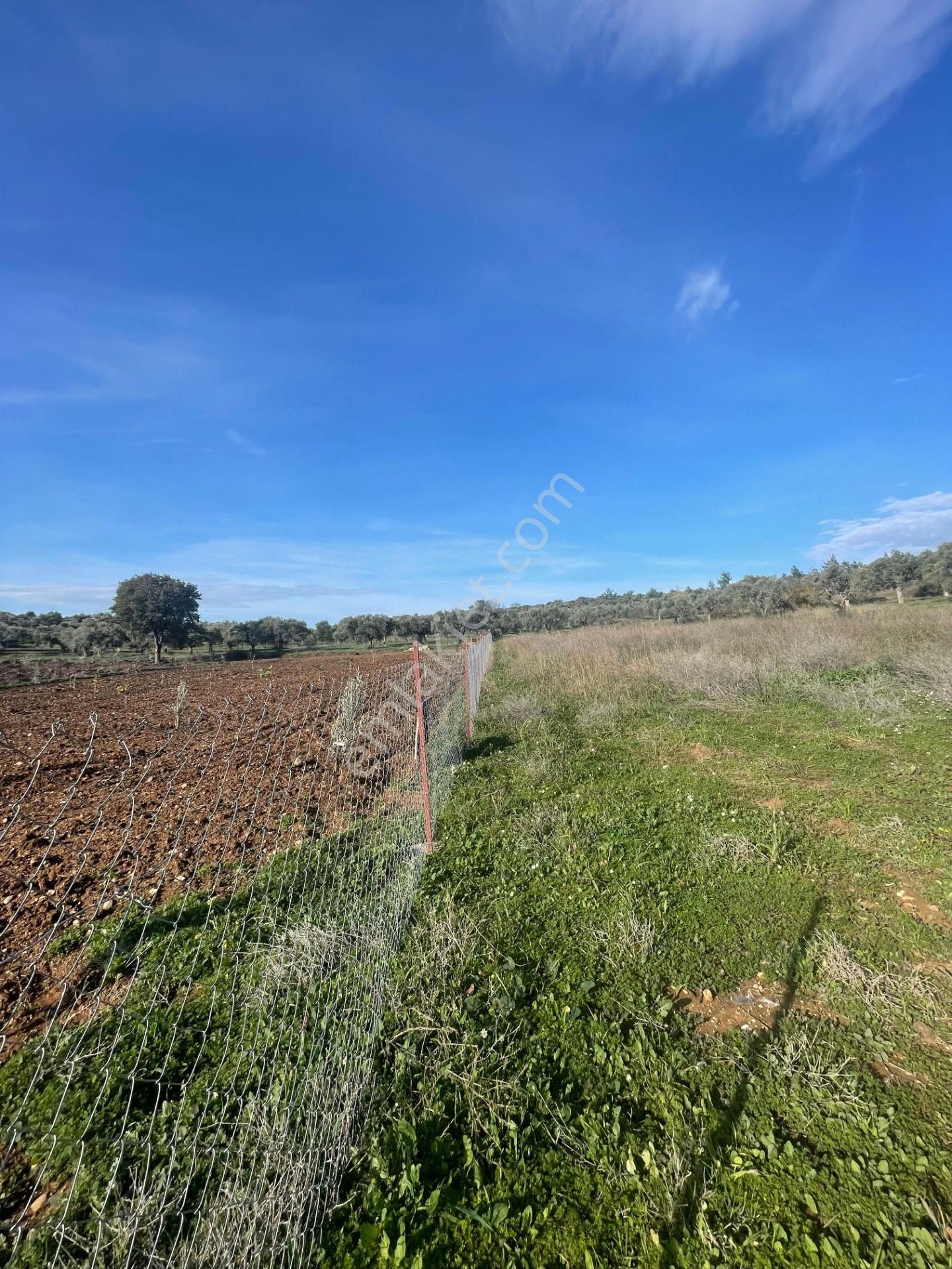 Torbalı Çapak Mahallesi'nde Satılık Bağ Ve Zeytinlik Tarla - Görsel 25