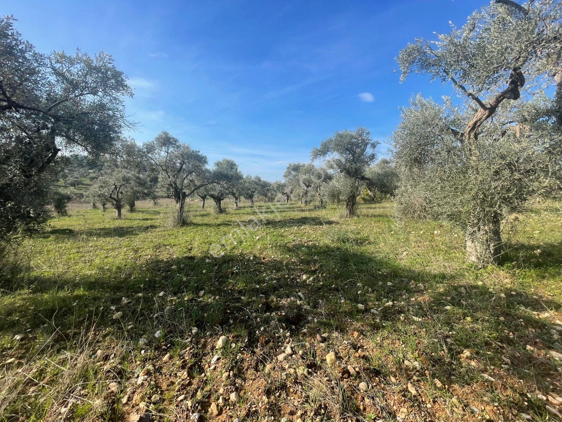 Torbalı Çapak Mahallesi'nde Satılık Bağ Ve Zeytinlik Tarla - Görsel 30