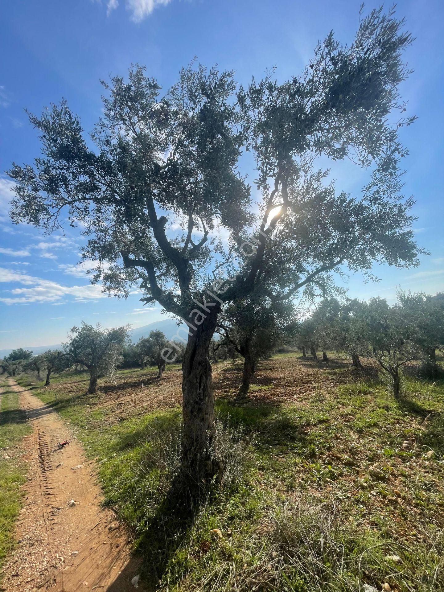 Torbalı Çapak Mahallesi'nde Satılık Bağ Ve Zeytinlik Tarla - Görsel 35