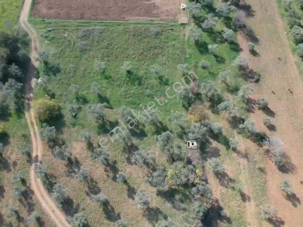 Torbalı Çapak Mahallesi'nde Satılık Bağ Ve Zeytinlik Tarla - Görsel 17