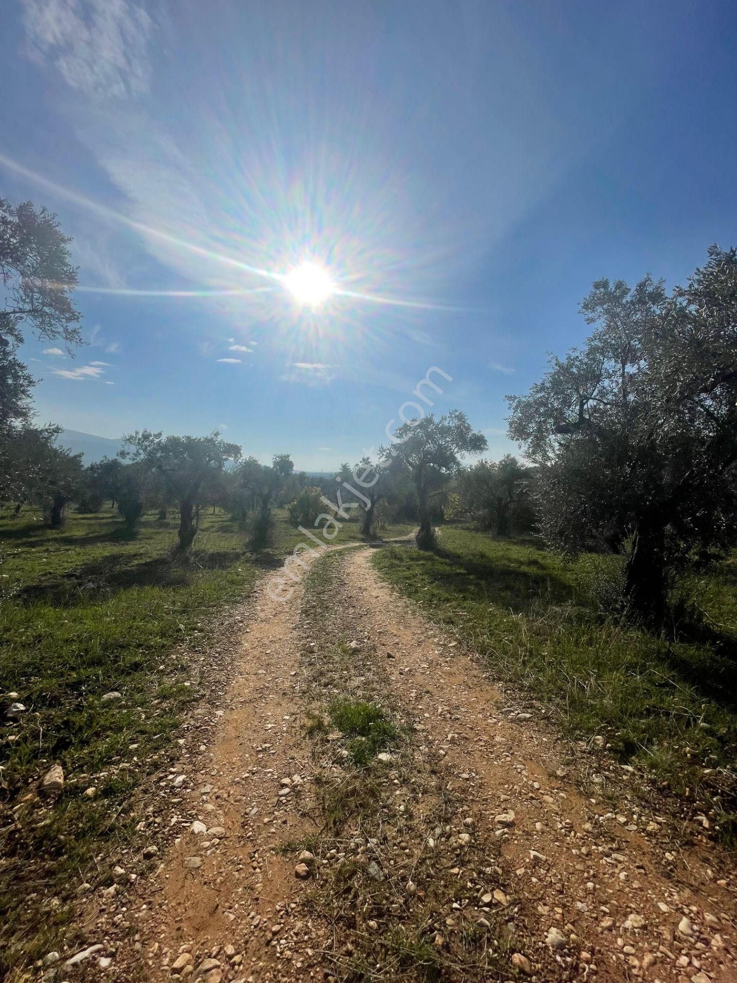 Torbalı Çapak Mahallesi'nde Satılık Bağ Ve Zeytinlik Tarla - Görsel 2
