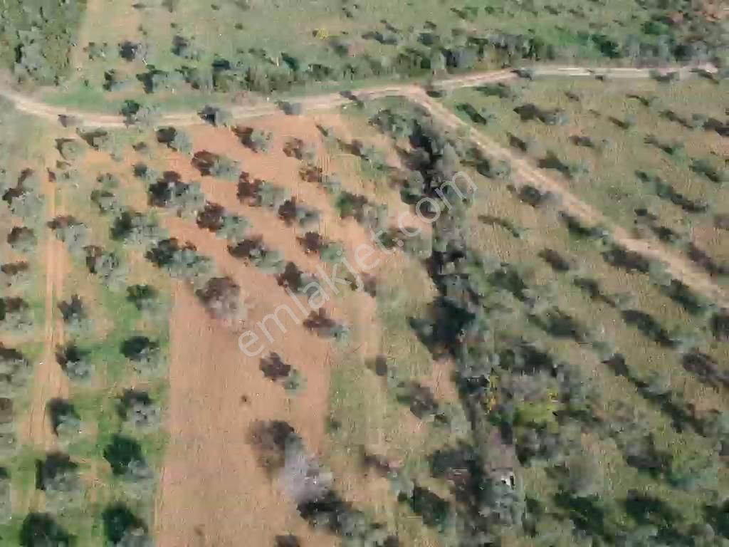 Torbalı Çapak Mahallesi'nde Satılık Bağ Ve Zeytinlik Tarla - Görsel 15