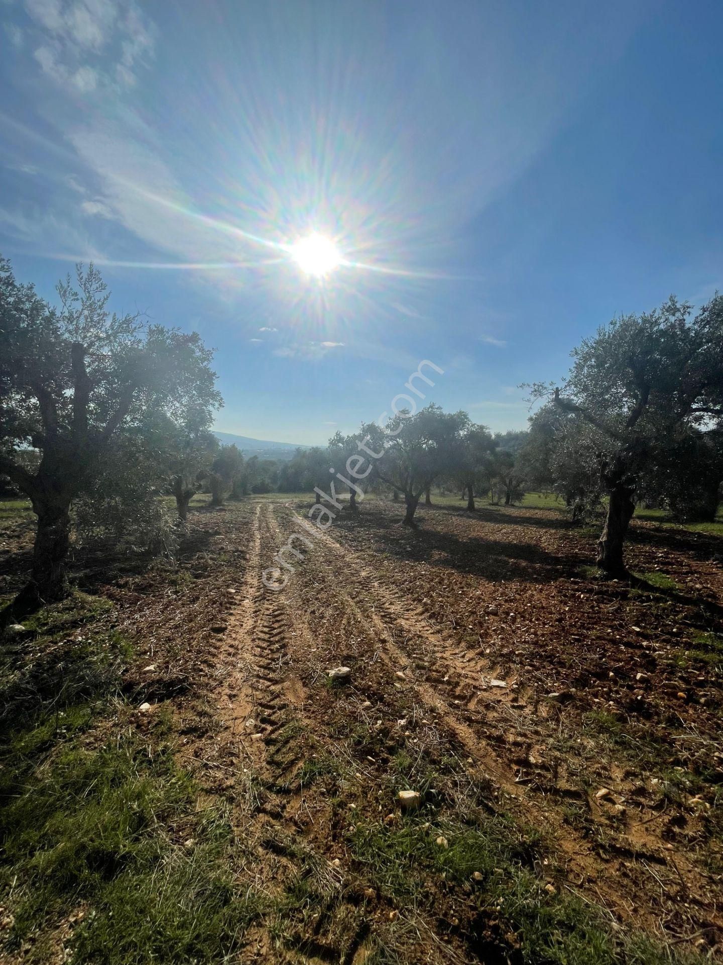 Torbalı Çapak Mahallesi'nde Satılık Bağ Ve Zeytinlik Tarla - Görsel 10