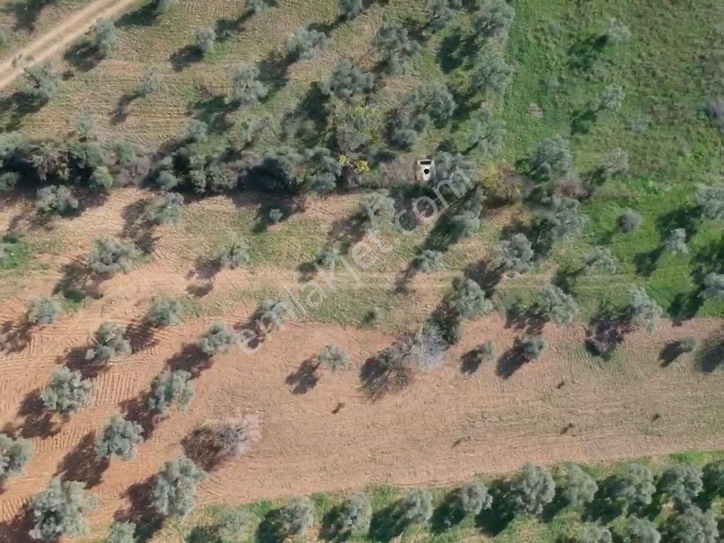 Torbalı Çapak Mahallesi'nde Satılık Bağ Ve Zeytinlik Tarla - Görsel 14