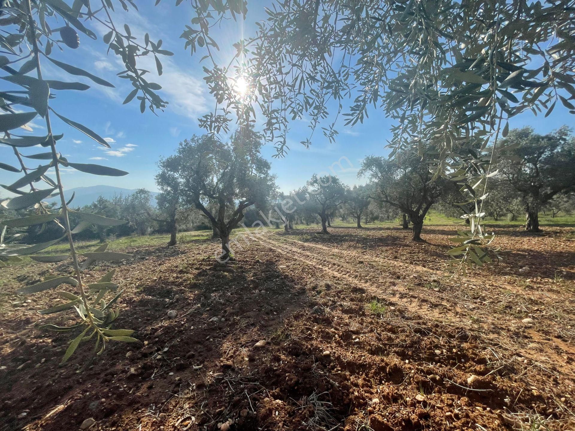 Torbalı Çapak Mahallesi'nde Satılık Bağ Ve Zeytinlik Tarla - Görsel 33